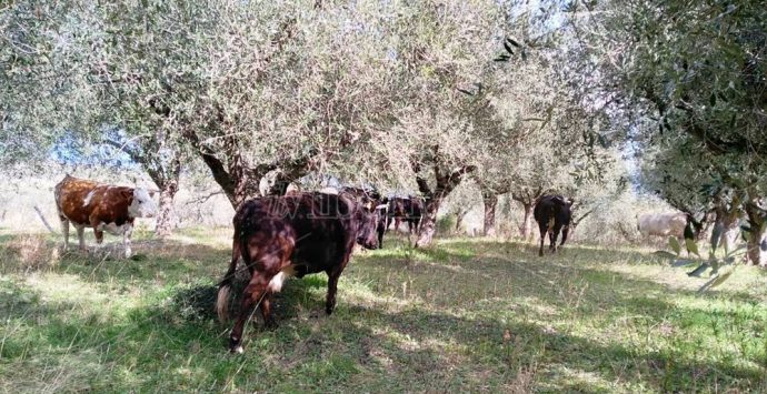 Zungri, le “vacche sacre” di Peppone Accorinti devastano i raccolti – Video