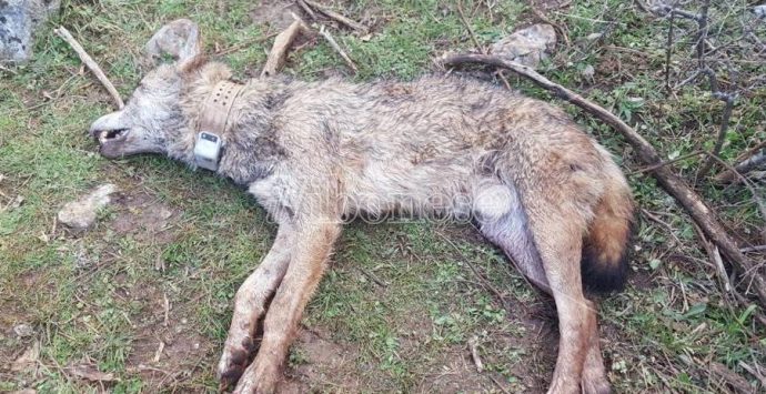 Un altro lupo ucciso in Calabria, il Wwf: «Ormai è strage»