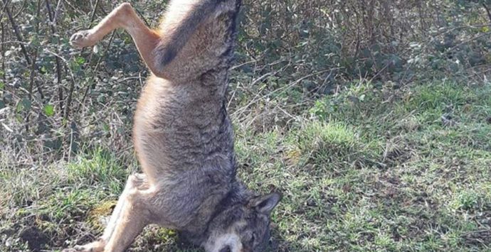 Lupo ucciso e appeso ad un cartello stradale, macabra scoperta nelle Serre