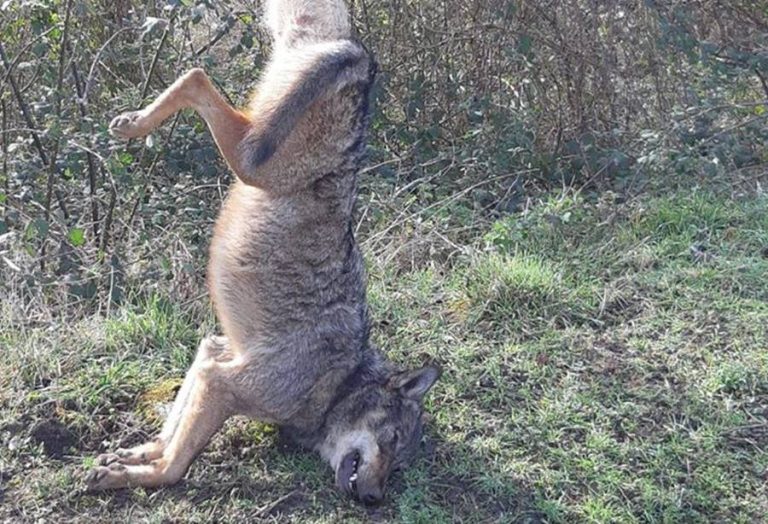 Lupo ucciso e appeso ad un cartello stradale, macabra scoperta nelle Serre