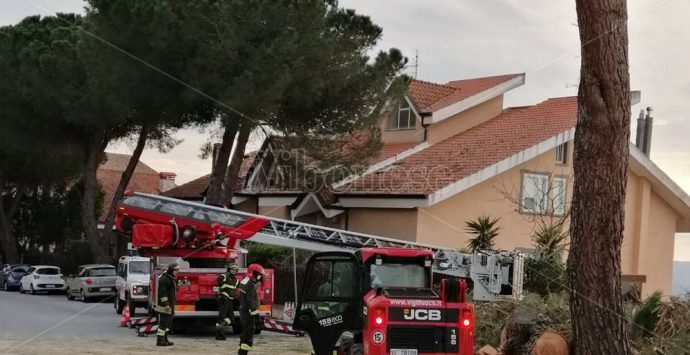 Il Comune di Vibo avvia l’abbattimento di alberi, si parte da viale della Pace