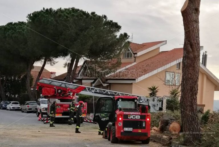 Il Comune di Vibo avvia l’abbattimento di alberi, si parte da viale della Pace