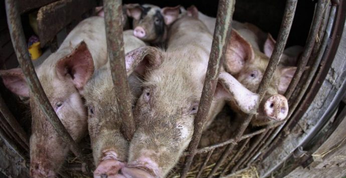 «Se non cambierà il nostro rapporto con il cibo non avremo imparato niente»