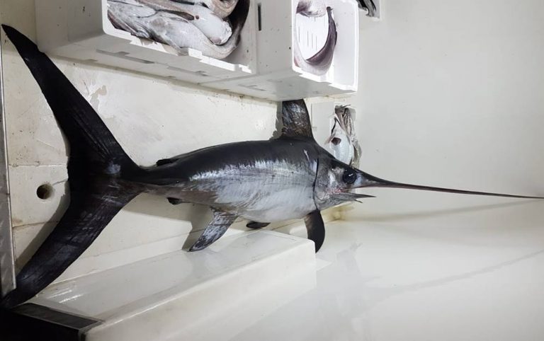 Pesce spada in cattivo stato di conservazione, scatta il sequestro