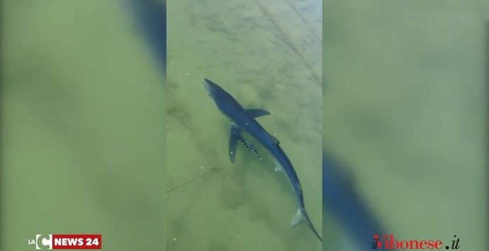 La natura si riscatta: uno squalo fa capolino nel porto di Vibo Marina – Video
