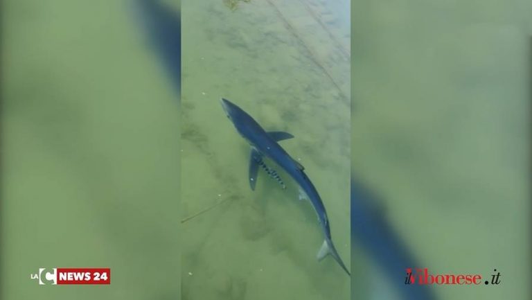 La natura si riscatta: uno squalo fa capolino nel porto di Vibo Marina – Video