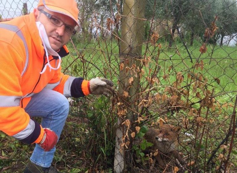 Volpe salvata a Mileto da un operatore ecologico