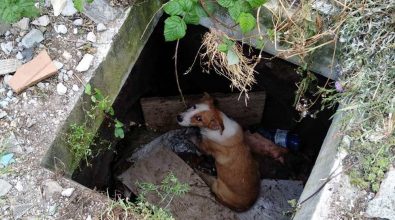 Cucciolo cade in un pozzetto a Vibo, recuperato dai vigili del fuoco