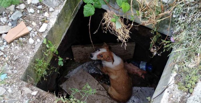 Cucciolo cade in un pozzetto a Vibo, recuperato dai vigili del fuoco