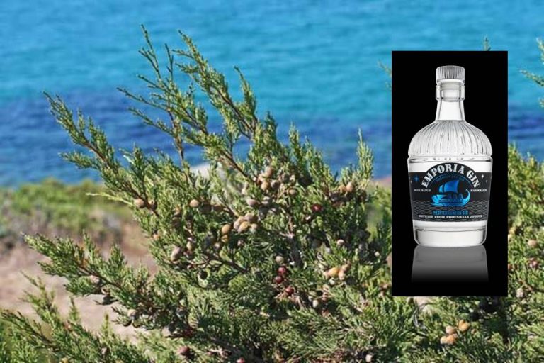 Il Mediterraneo nel bicchiere, il gin “fenicio” di Caffo premiato al WGA