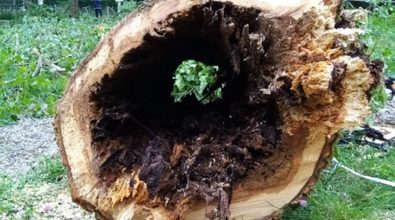 Alberi pericolanti a Serra, necessario l’abbattimento