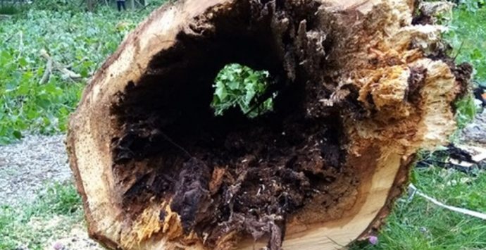 Alberi pericolanti a Serra, necessario l’abbattimento