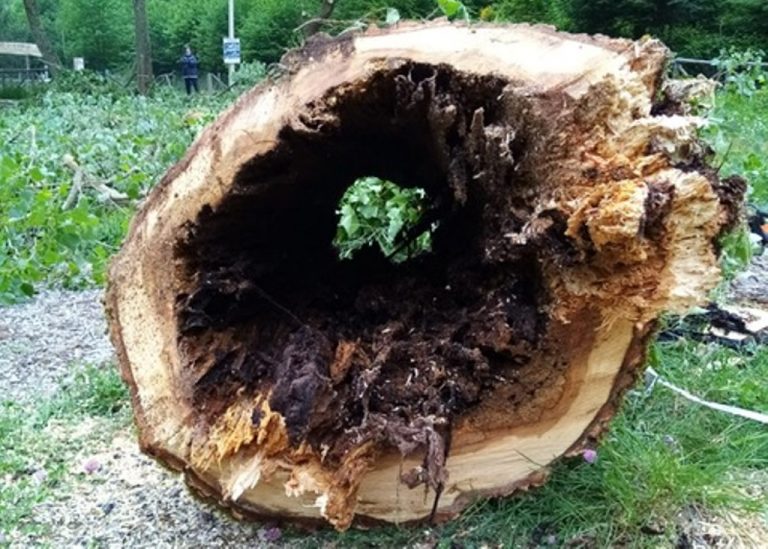 Alberi pericolanti a Serra, necessario l’abbattimento