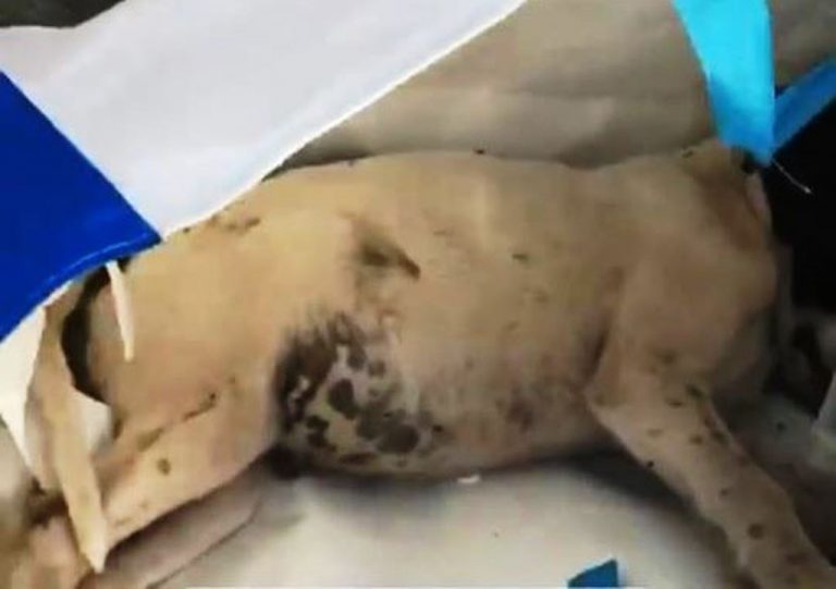 Cagnolini morti abbandonati nelle buste sulla spiaggia di Vibo Marina – Video