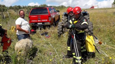 Pecora precipita in un dirupo a Zungri, salvata dai Vigili del fuoco