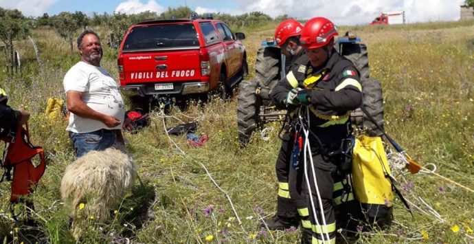 Pecora precipita in un dirupo a Zungri, salvata dai Vigili del fuoco