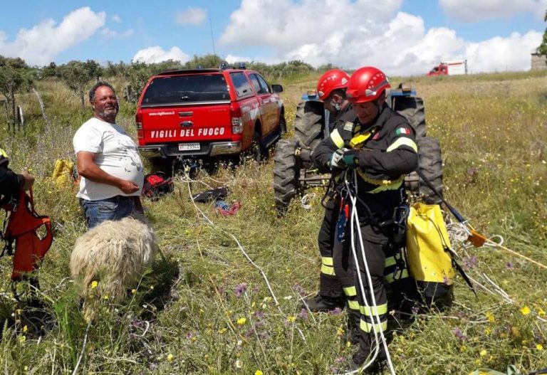 Pecora precipita in un dirupo a Zungri, salvata dai Vigili del fuoco