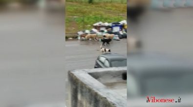 Contrada Vaccaro, là dove branchi di randagi pascolano tra i rifiuti – Video