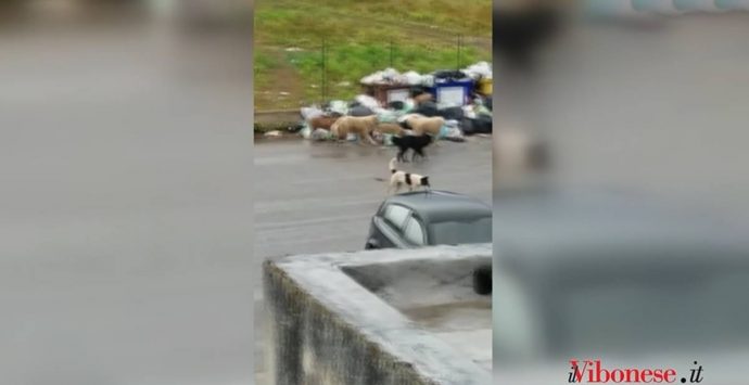 Contrada Vaccaro, là dove branchi di randagi pascolano tra i rifiuti – Video