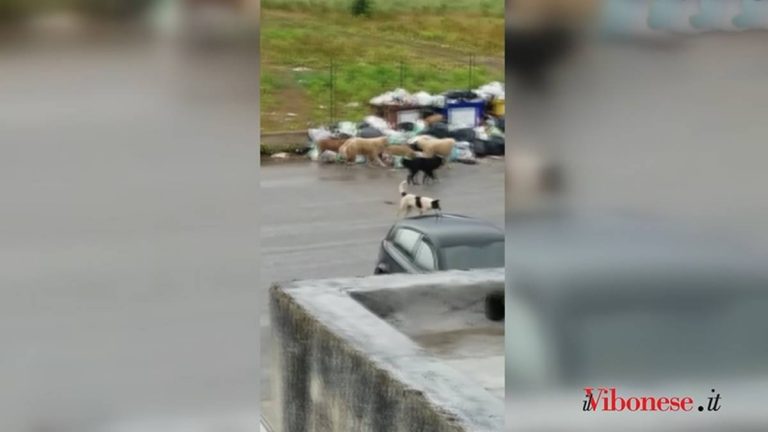 Contrada Vaccaro, là dove branchi di randagi pascolano tra i rifiuti – Video