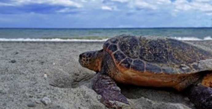 Nidificazioni di tartaruga marina, numeri record in Calabria