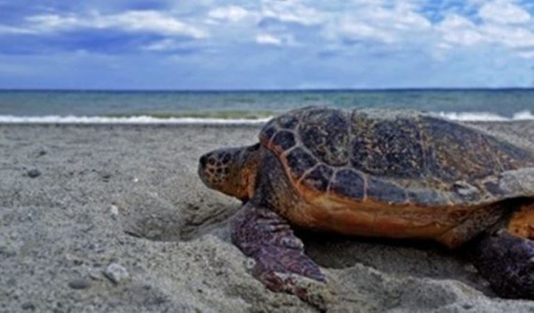 Nidificazioni di tartaruga marina, numeri record in Calabria