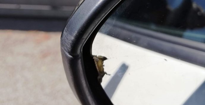 Truffa dello specchietto, denunciato a Vibo un 20enne di Siracusa