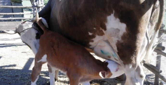 Un lieto fine per il vitellino Biscotto, rubato e poi restituito alla fattoria “La goccia”