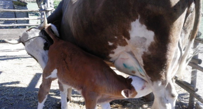 Un lieto fine per il vitellino Biscotto, rubato e poi restituito alla fattoria “La goccia”