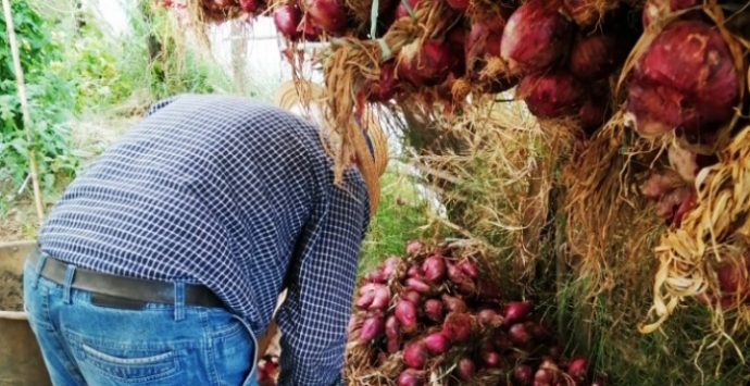 Contadino a 90 anni, la storia d’amore tra “Ziu Ninu” e la cipolla di Tropea