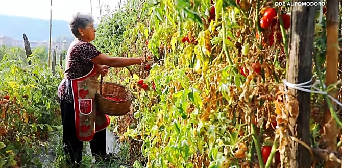 Viaggio nelle campagne del vibonese con LaC Storie per raccontare la tradizionale preparazione della salsa