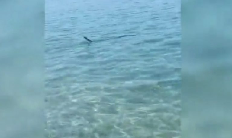 Stupore in spiaggia a Pizzo, avvistato un grosso pesce a riva – Video