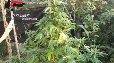 Acquaro, intervengono per un incendio e scoprono una coltivazione di marijuana