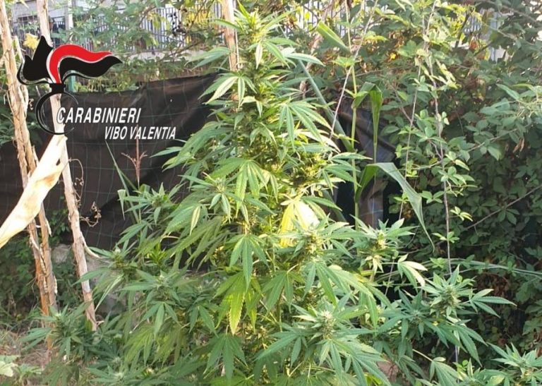 Acquaro, intervengono per un incendio e scoprono una coltivazione di marijuana