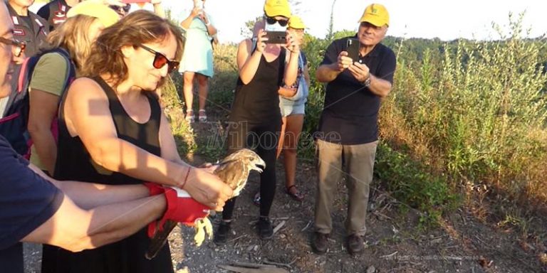 Ricadi, Legambiente rimette in libertà due rapaci sul torrente Ruffa – Video