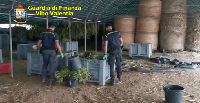 Marijuana nel vivaio dei Santacroce a Pizzo, Cassazione conferma arresto