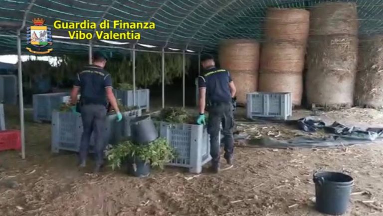 Pizzo, sequestrati sei quintali di marijuana: la Gdf esegue cinque arresti – Nomi/Foto/Video