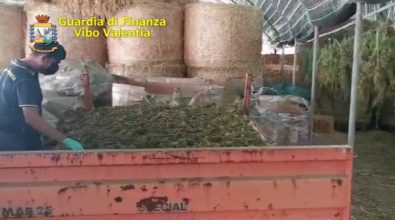 Marijuana nel vivaio dei Santacroce a Pizzo: arresti convalidati