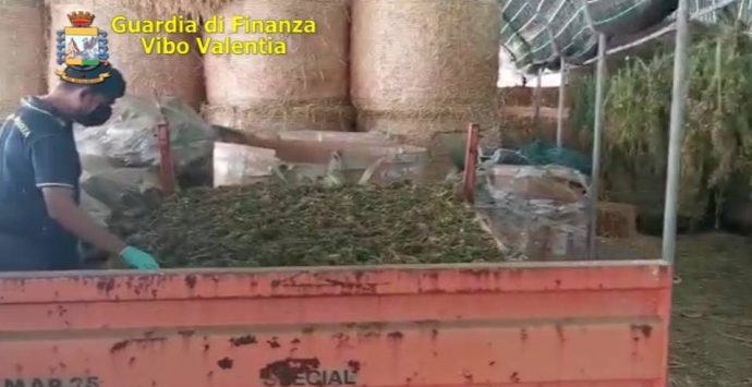 Pizzo, sequestrati sei quintali di marijuana: la Gdf esegue cinque arresti – Nomi/Foto/Video