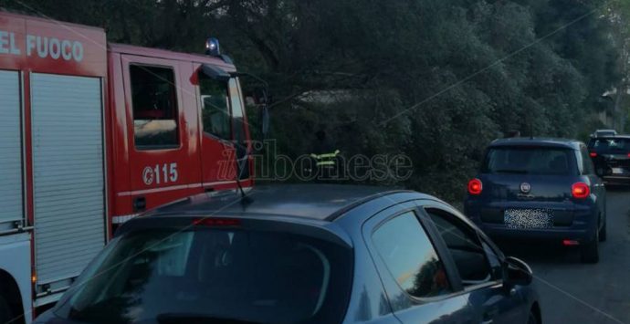 Cede un ulivo secolare, tragedia sfiorata tra Stefanaconi e Sant’Onofrio – Foto