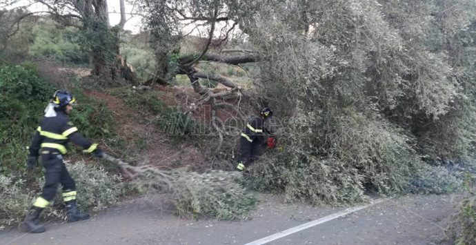 Cede un ulivo secolare, tragedia sfiorata tra Stefanaconi e Sant’Onofrio – Foto