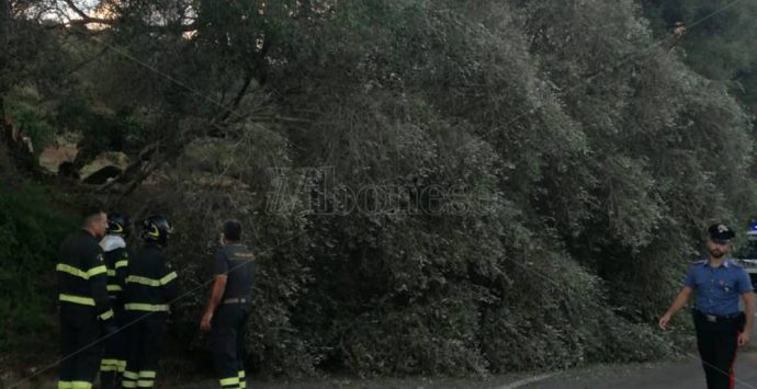 Cede un ulivo secolare, tragedia sfiorata tra Stefanaconi e Sant’Onofrio – Foto