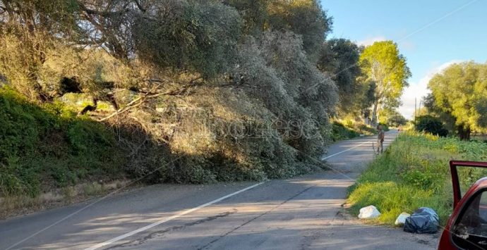 Cede un ulivo secolare, tragedia sfiorata tra Stefanaconi e Sant’Onofrio – Foto