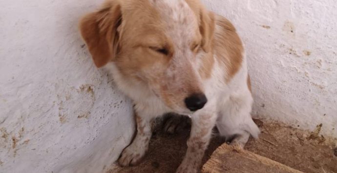 Cagnolino legato con una corda ad un masso salvato a Paravati