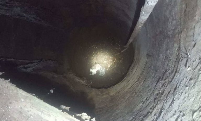 Gatto cade in un pozzo a Brattirò, recuperato dai Vigili del fuoco