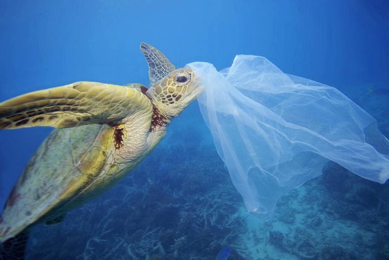 La battaglia contro le plastiche in mare fa proseliti nel Vibonese