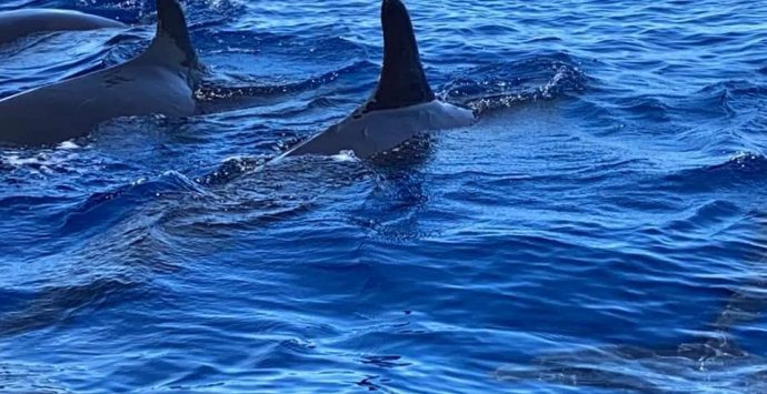 Branco di rare Pseudorche avvistate davanti al porto di Tropea