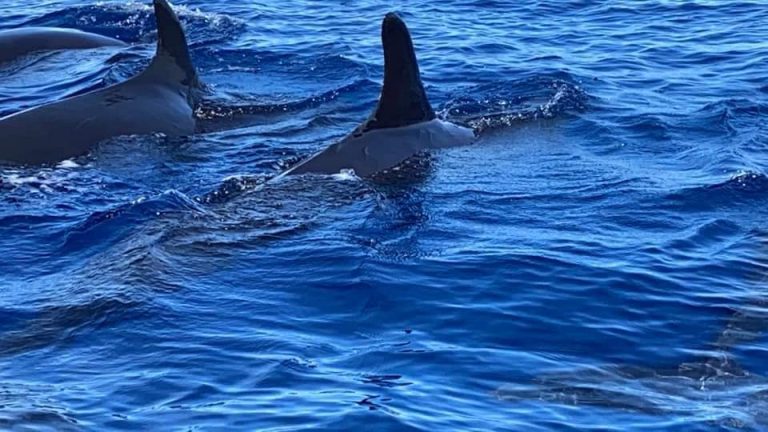 Branco di rare Pseudorche avvistate davanti al porto di Tropea