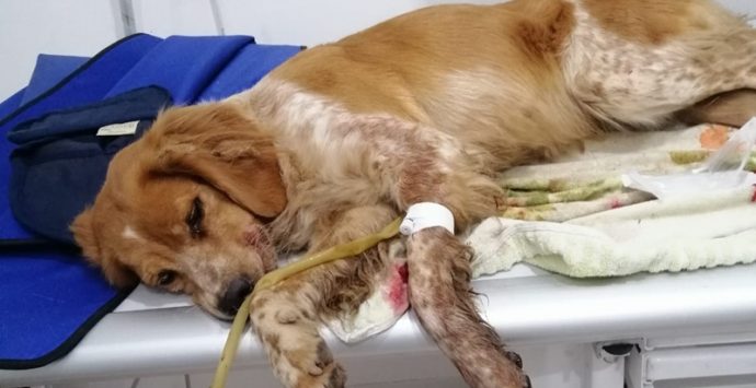Cagnolina investita due volte a Vibo e salvata dalle volontarie dell’Enpa
