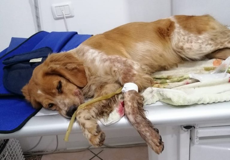 Cagnolina investita due volte a Vibo e salvata dalle volontarie dell’Enpa